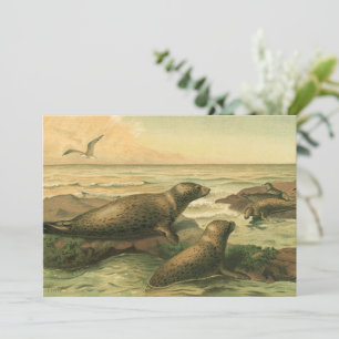 Zeehonden, Vintage Aquatische Dieren Marien Leven