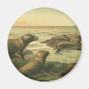 Zeehonden, Vintage Aquatische Dieren Marien Leven Magneet