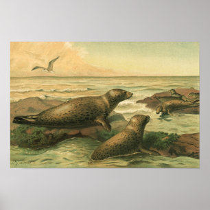 Zeehonden, Vintage Aquatische Dieren Marien Leven Poster