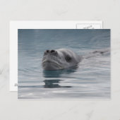 zeehondenluipaard die zwemt briefkaart (Voorkant / Achterkant)