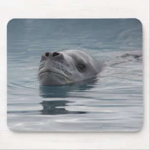 zeehondenluipaard die zwemt muismat