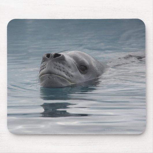 zeehondenluipaard die zwemt muismat (Voorkant)
