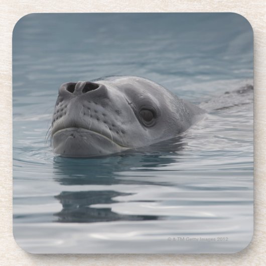 zeehondenluipaard die zwemt onderzetter (Voorkant)