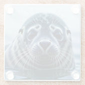 Zeehondje Close-up Glazen Onderzetter (Achterkant)