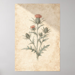Zeehulst botanische print Stekelige kustplant St
