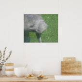 Zeekoe glimlacht poster (Keuken)