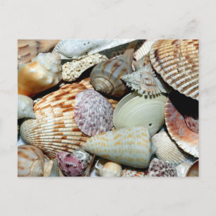 Zeekuilen verzameld op het strand van Sanibel Isla Briefkaart