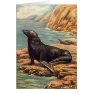 Zeeleeuw aan de kust, Vintage zeezoogdieren