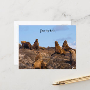 Zeeleeuw ansichtkaart briefkaart