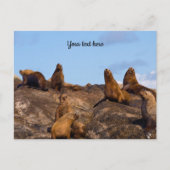 Zeeleeuw ansichtkaart briefkaart (Voorkant)