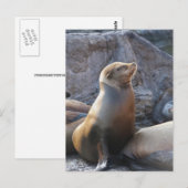 Zeeleeuw Briefkaart (Voorkant / Achterkant)