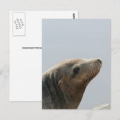 Zeeleeuw Briefkaart (Voorkant / Achterkant)