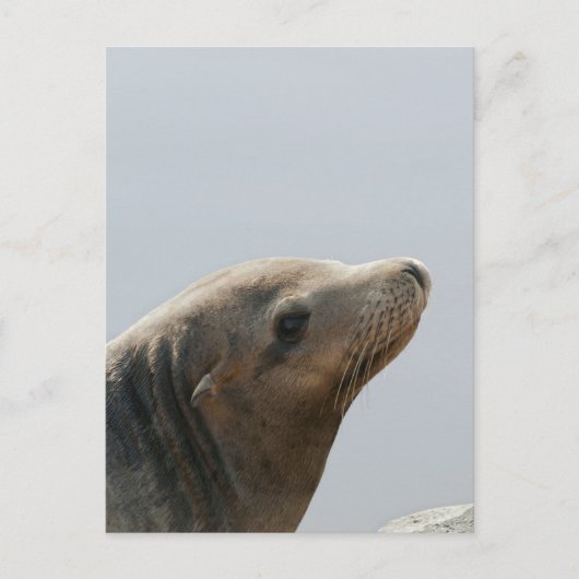 Zeeleeuw Briefkaart (Voorkant)