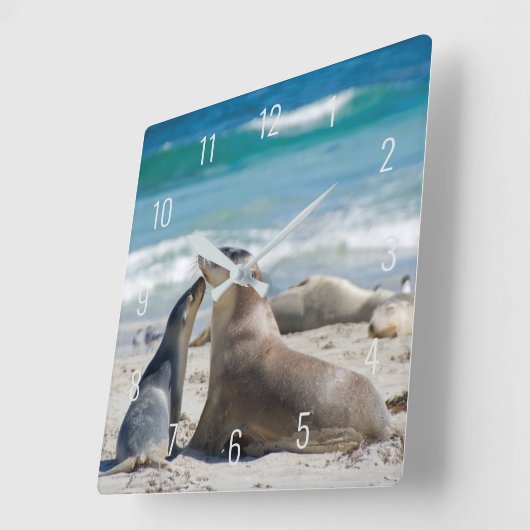 Zeeleeuw en jong dier Beach Australia Square Wa Vierkante Klok (Hoek)