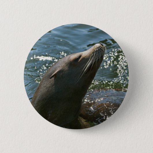 Zeeleeuw Knoppen Ronde Button 5,7 Cm (Voorkant)