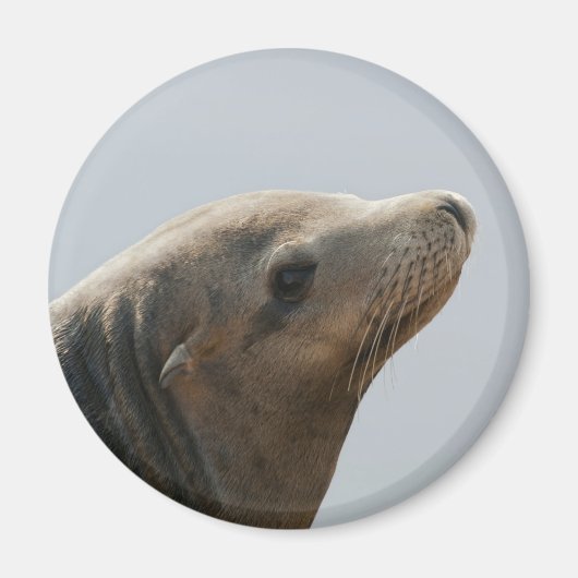 Zeeleeuw Magneet (Voorkant)