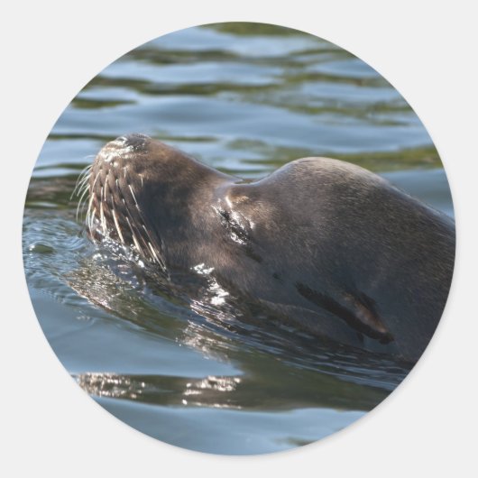 Zeeleeuw Ronde Sticker (Voorkant)