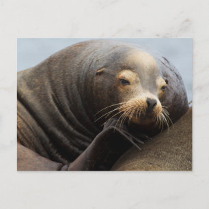Zeeleeuw uit Californië rustend Briefkaart