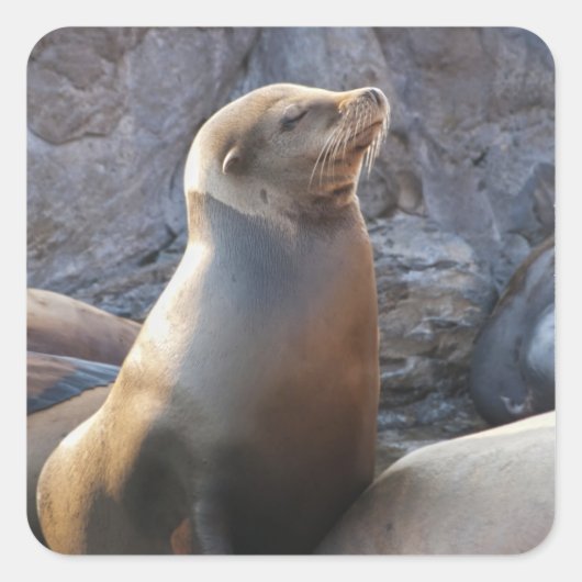 Zeeleeuw Vierkante Sticker (Voorkant)