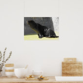 Zeeleeuw zittend poster (Keuken)