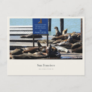 Zeeleeuwen bij Pier 39 in San Francisco Briefkaart