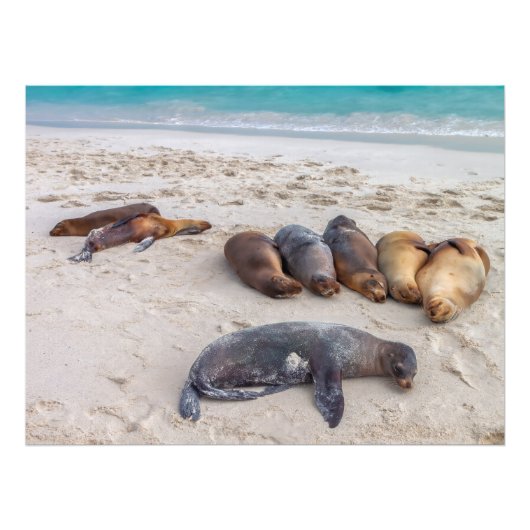 Zeeleeuwen die op het strand rusten foto afdruk (Voorkant)