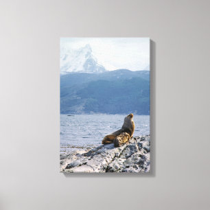 Zeeleeuwen in Beagle kanaal - Argentinië Canvas Afdruk