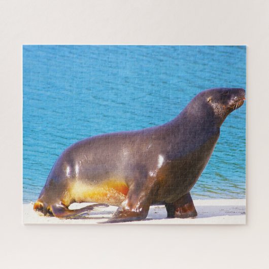 Zeeleeuwen Legpuzzel (Horizontaal)