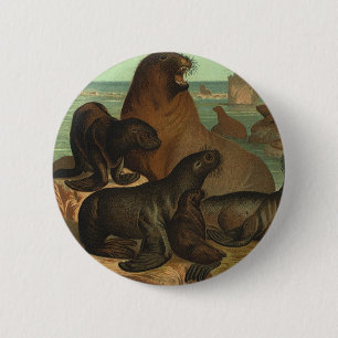 Zeeleeuwen op het strand, vintage zeeleven dier ronde button 5,7 cm
