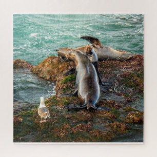 Zeeleeuwen Puzzel Kust Wilde Dieren Oceaan Kunst