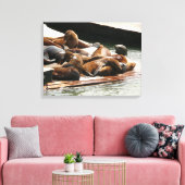 Zeeleeuwen zonnen in San Francisco Canvas Afdruk (Insitu (Woonkamer))