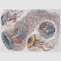Zeeleven kwallen - Ernst Haeckel Decoupage