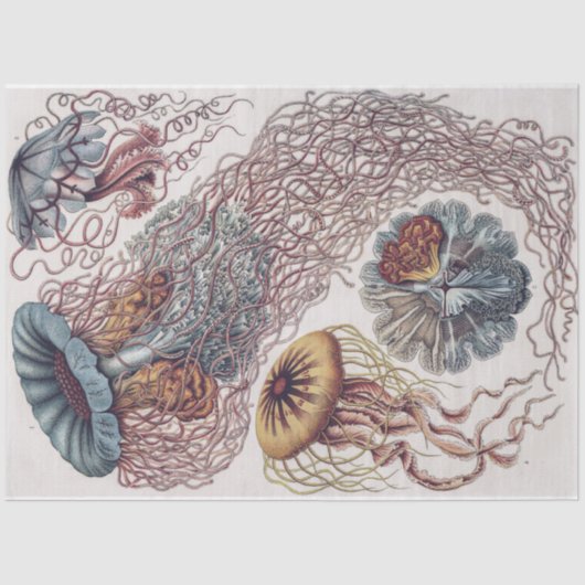 Zeeleven kwallen - Ernst Haeckel Decoupage Tissuepapier (Voorkant)