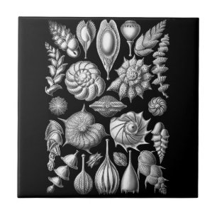 Zeelui en -kuit in zwart-wit 1 tegeltje