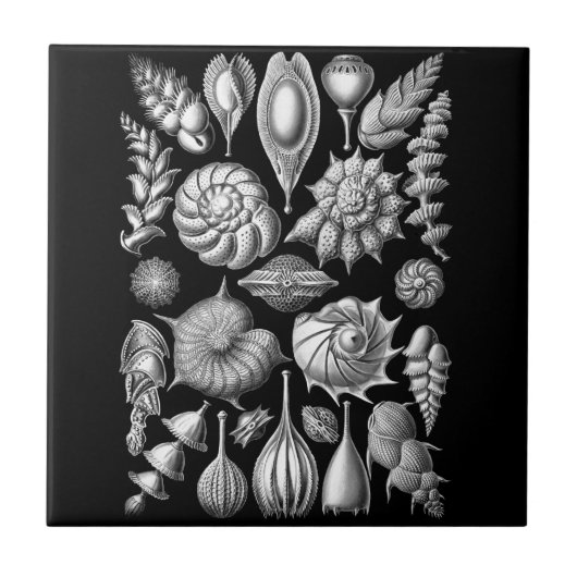 Zeelui en -kuit in zwart-wit 1 tegeltje (Voorkant)