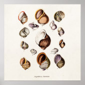 zeeluiken Aangepaste restantschil Poster (Voorkant)