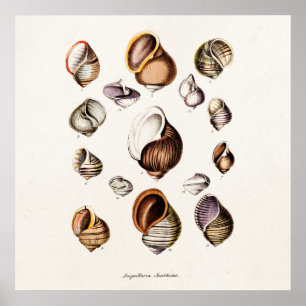  zeeluiken Aangepaste restantschil Poster