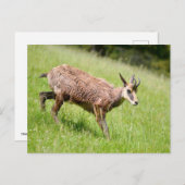 Zeemacht die op gras loopt briefkaart (Voorkant / Achterkant)