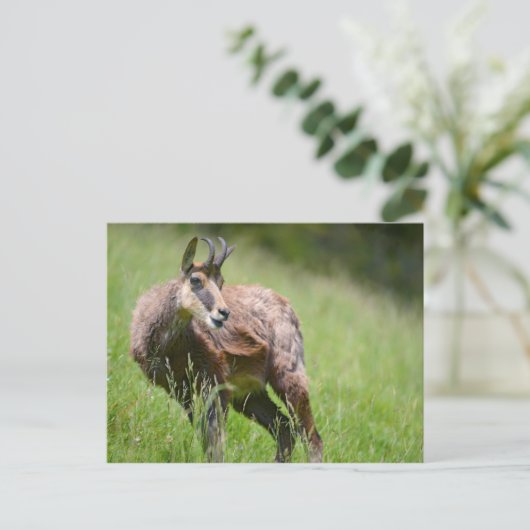 Zeemacht in het gras briefkaart (Staand voorkant)