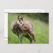 Zeemacht in het gras briefkaart (Voorkant / Achterkant)