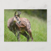 Zeemacht in het gras briefkaart (Voorkant)