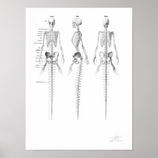 Zeemeermin Skelet Poster