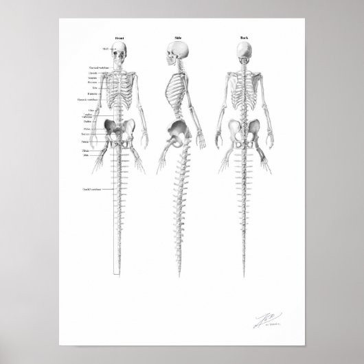 Zeemeermin Skelet Poster (Voorkant)
