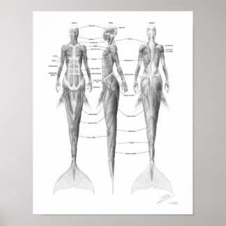 Zeemeermin Spierstelsel Poster