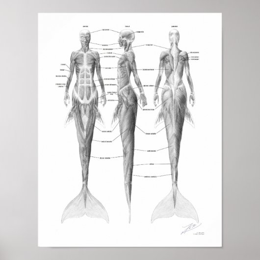 Zeemeermin Spierstelsel Poster (Voorkant)