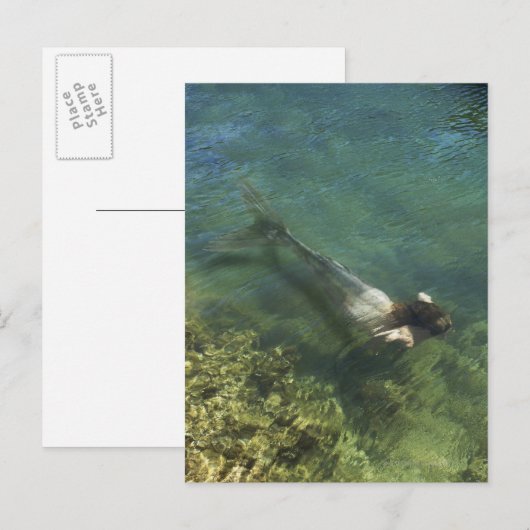 Zeemeermin zwemmen onder water briefkaart (Voorkant / Achterkant)