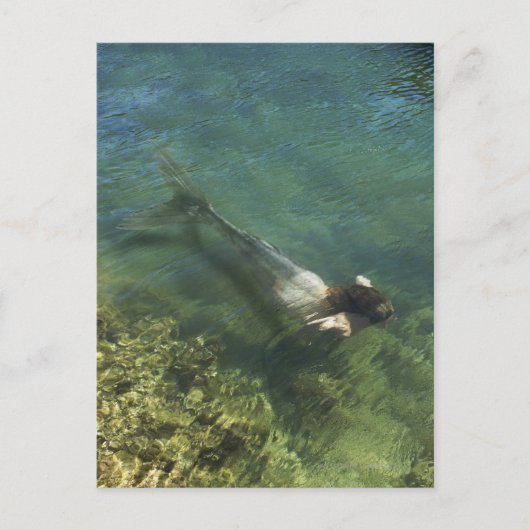 Zeemeermin zwemmen onder water briefkaart (Voorkant)