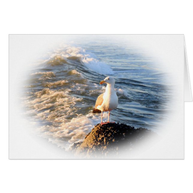 zeemeeuw (Voorkant Horizontaal)