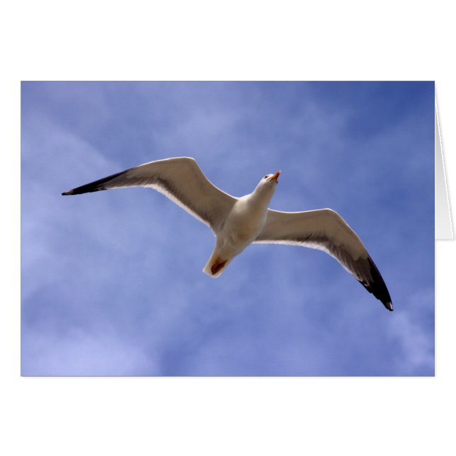 zeemeeuw (Voorkant Horizontaal)