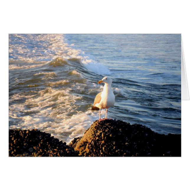 zeemeeuw (Voorkant Horizontaal)